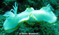 Nudibranch 
I call it Snowflake. ;-) by Danny Brumbach 